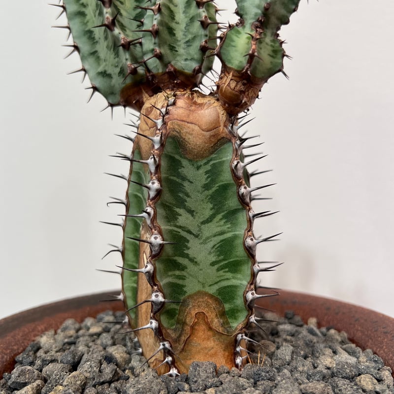 ユーフォルビア コンフィナリス ×QUTOTEN. ユーフォルビアコンフィナリス | MEGASHEEP