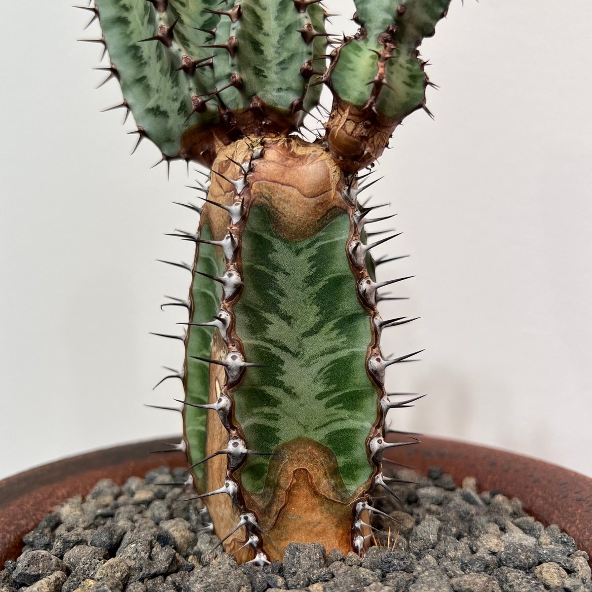 ユーフォルビア コンフィナリス ×QUTOTEN. ユーフォルビアコンフィナリス | MEGASHEEP