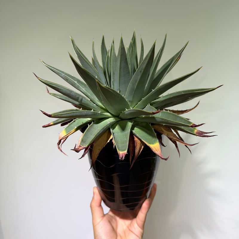 アロエ ポリフィラ 02 | MEGASHEEP