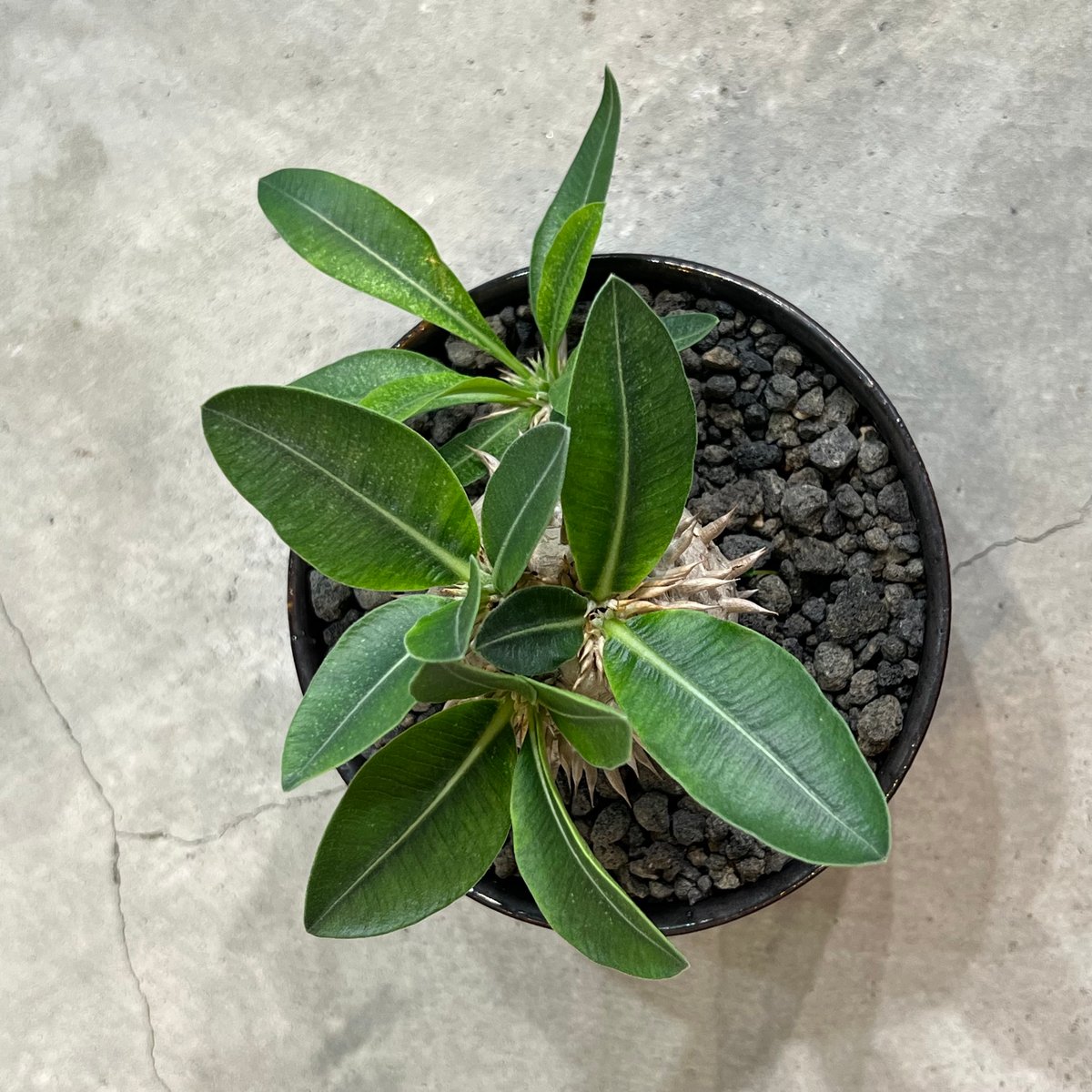 パキポディウムデンシカウレ 恵比寿大黒 | MEGASHEEP