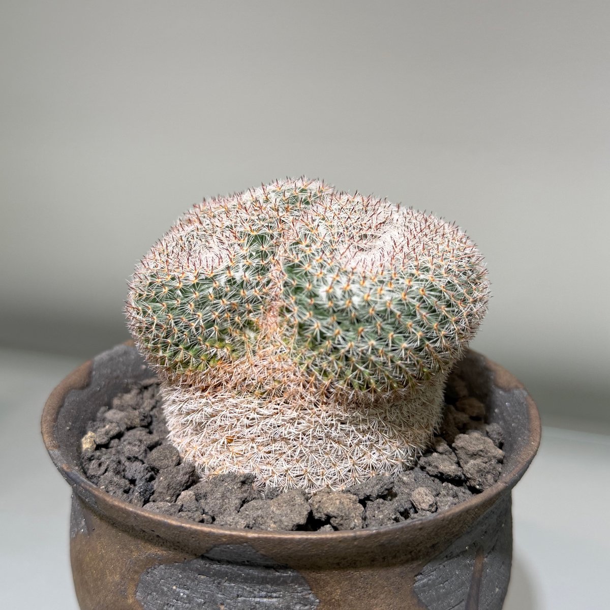 マミラリア 大福丸 Gold gray pot | MEGASHEEP