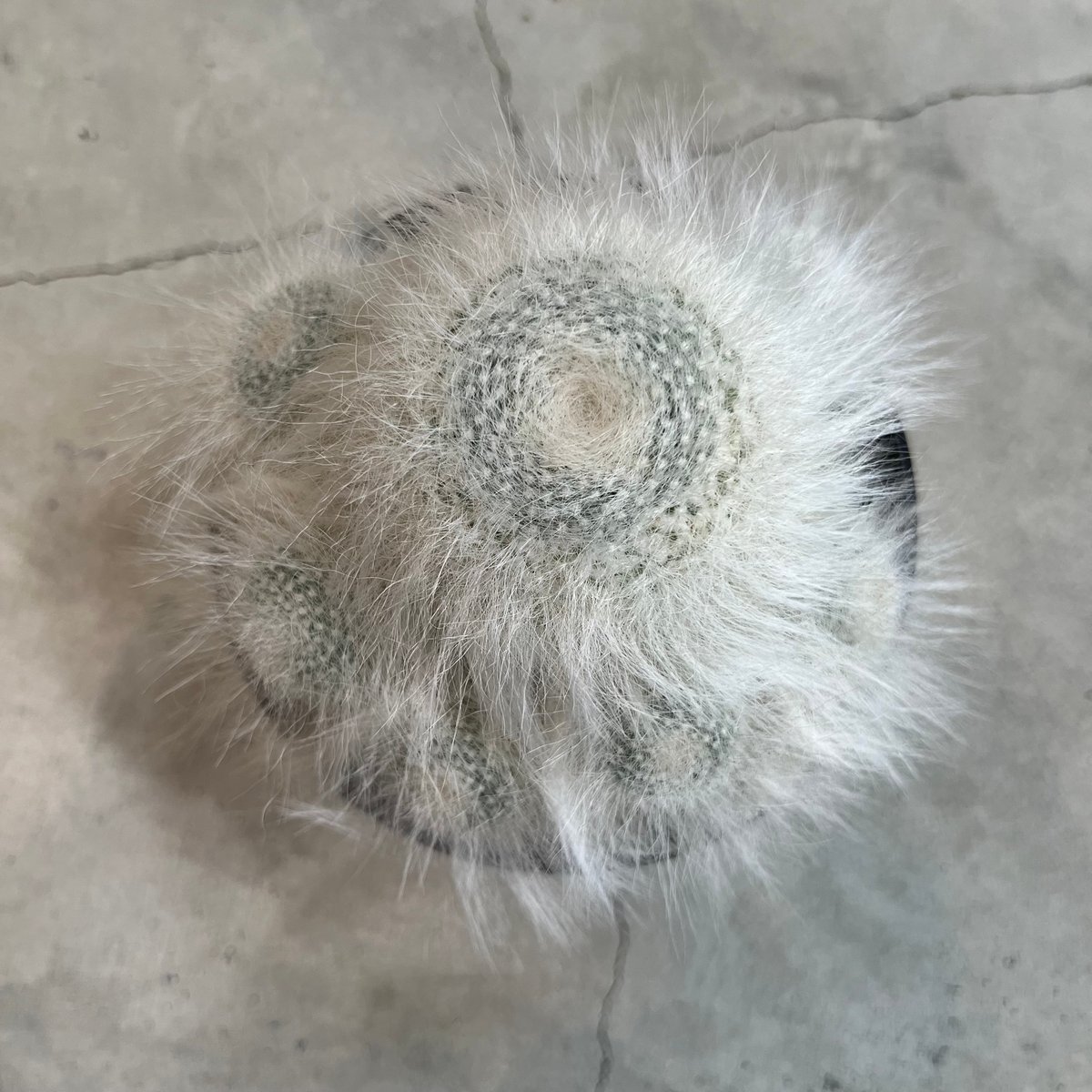 マミラリア穴原玉翁殿 群生 | MEGASHEEP