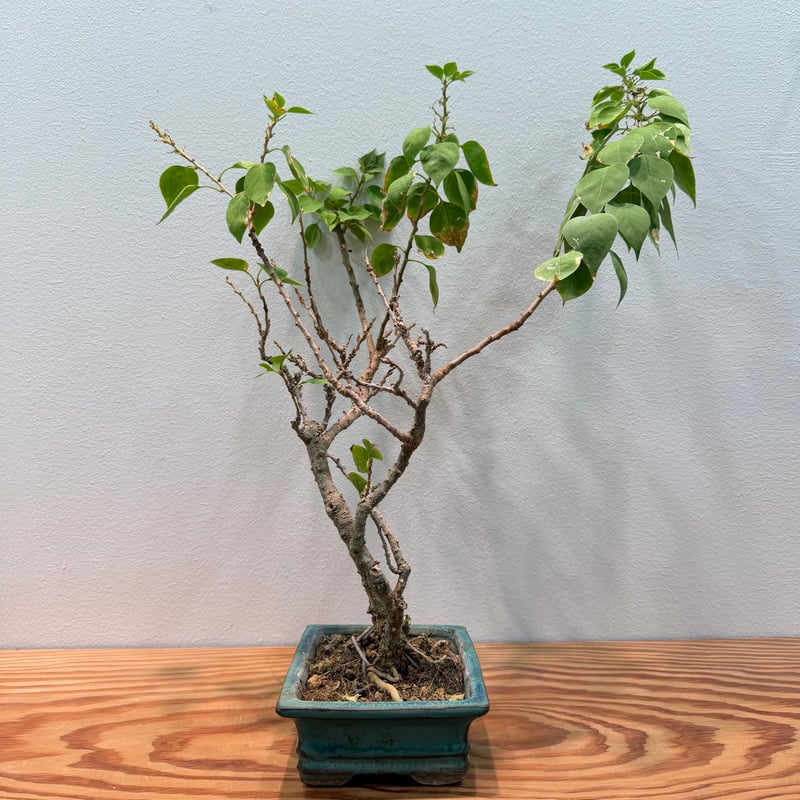 ブーゲンビリア 盆栽 | MEGASHEEP