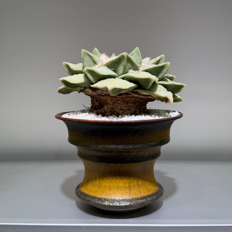 アリオカルプス 玉牡丹 yellow brown pot | MEGASHEEP