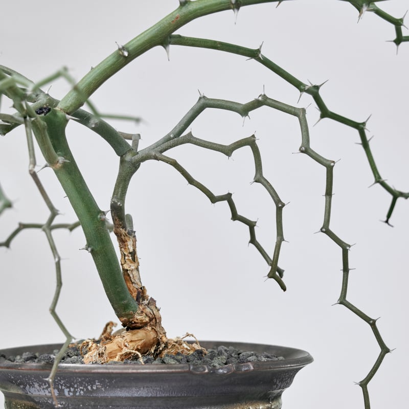 デカリア マダガスカリエンシス ジグザグの木 | MEGASHEEP