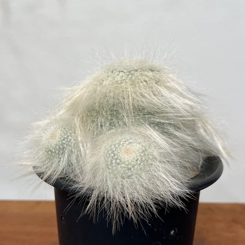 マミラリア穴原玉翁殿 群生 | MEGASHEEP