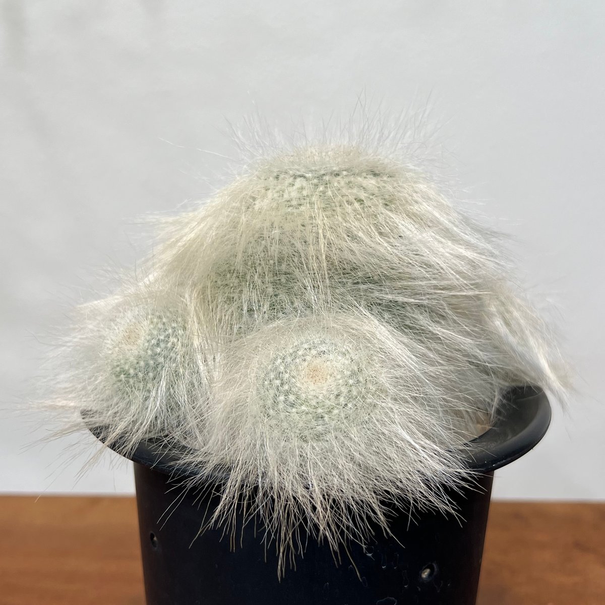 【古株群生】翁玉 玉翁殿 白鳥 白星 姫春星 マミラリア 古株群生】翁玉 玉翁殿 白鳥 白星 姫春星 マミラリア