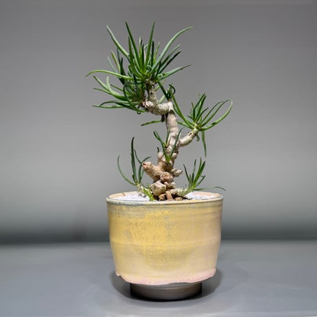 冬型植物 | STORES