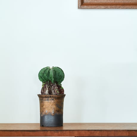 特大 古株 アストロフィツム属 鸞鳳玉 アストロフィツム・複隆鸞鳳玉を一年ぶりに植え替え！！ | もす