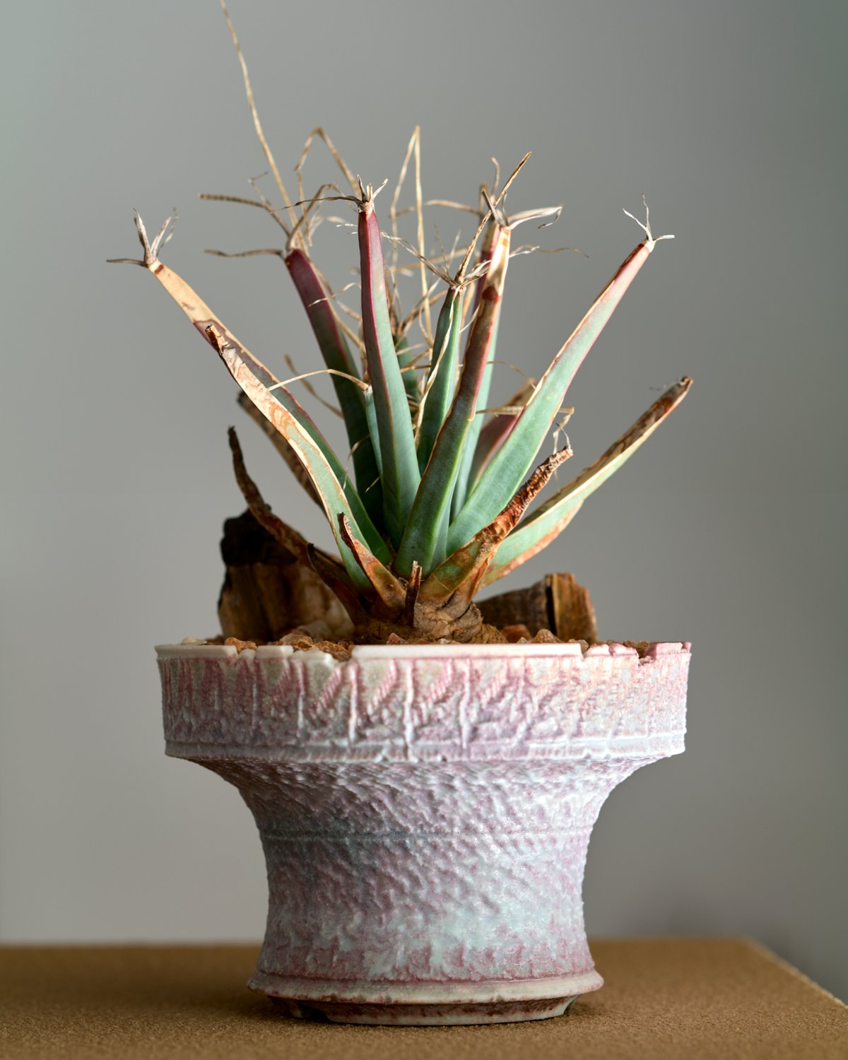 レウクテンベルギア プリンキピス 晃山 Pink pot | MEGASHEEP