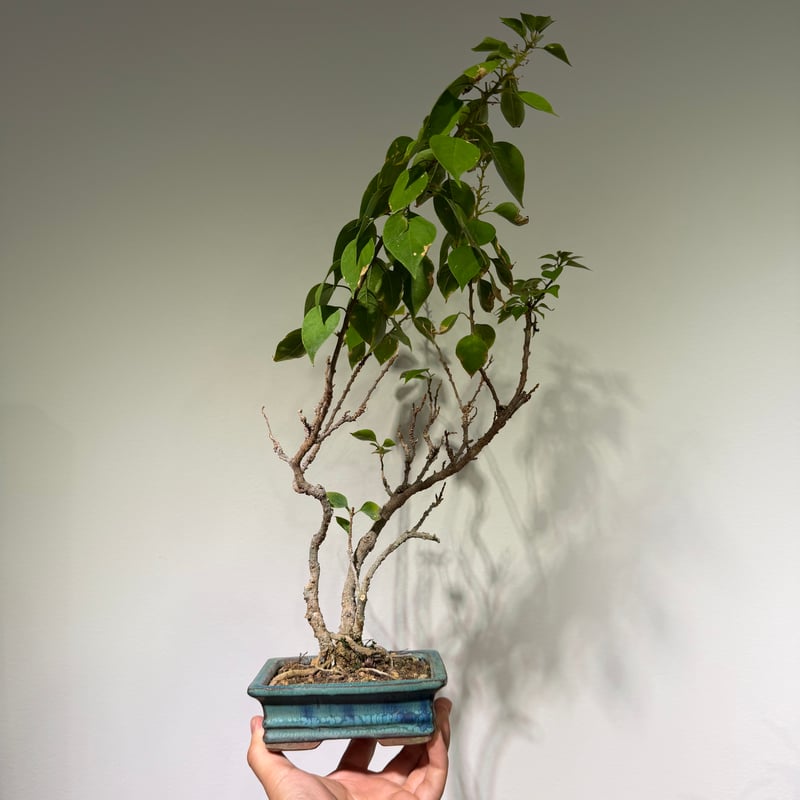 ブーゲンビリア 盆栽 | MEGASHEEP