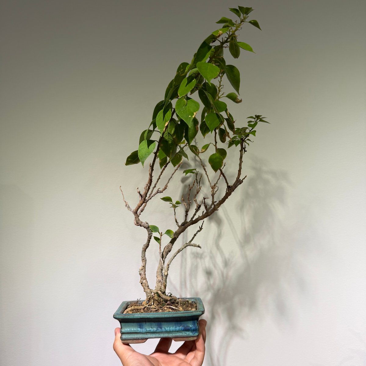 ブーゲンビリア 盆栽 | MEGASHEEP