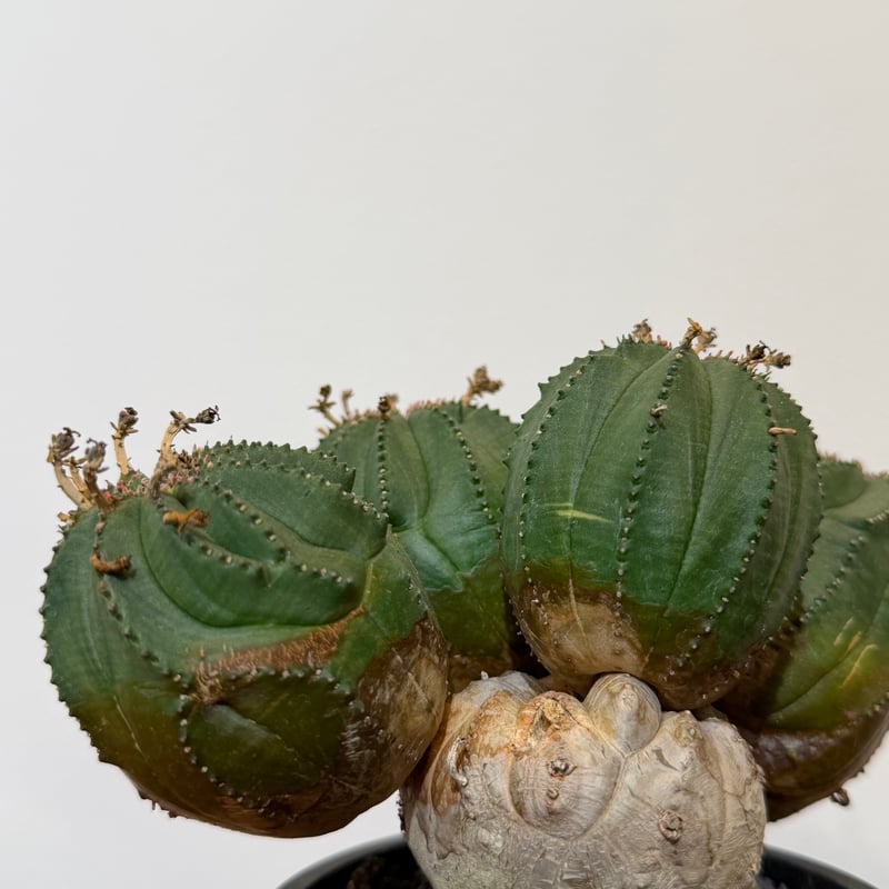 ユーフォルビア オベサ 梵天 斑入 モンスト 02 | MEGASHEEP