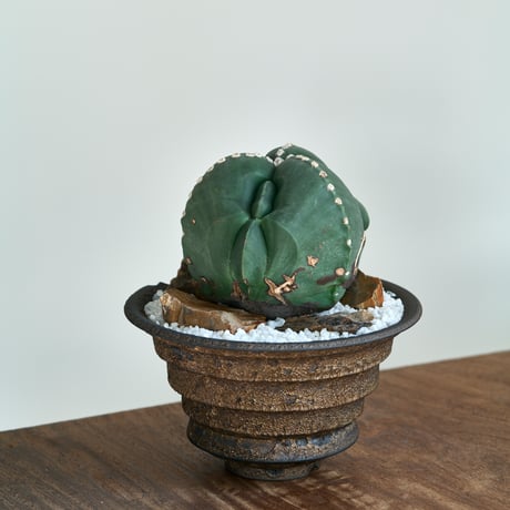 碧瑠璃鸞鳳玉 | STORES