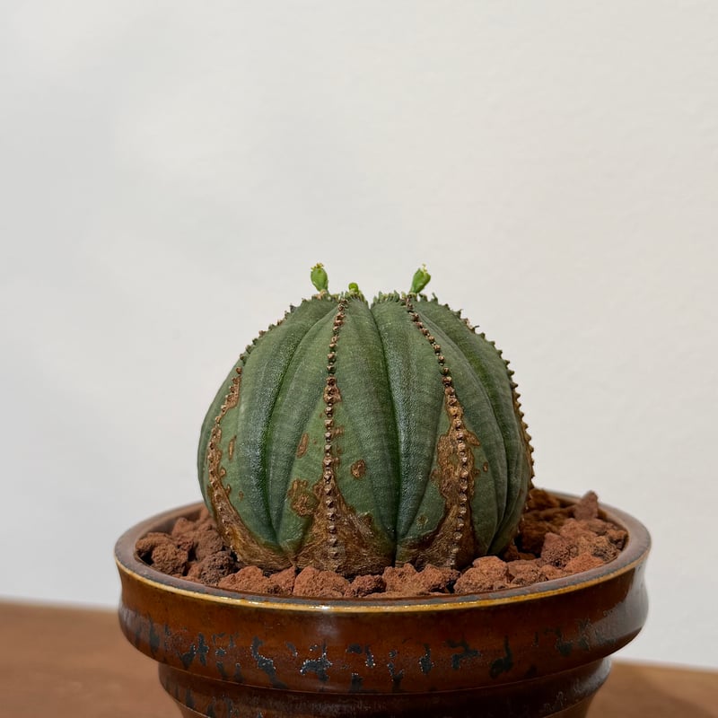 ユーフォルビア オールドオベサ 02 | MEGASHEEP