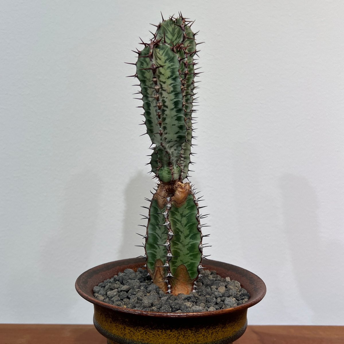 ユーフォルビアコンフィナリス | MEGASHEEP