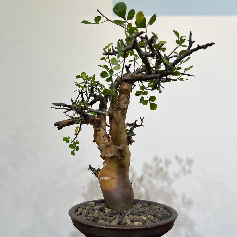 コミフォラ カタフ ピュア | MEGASHEEP