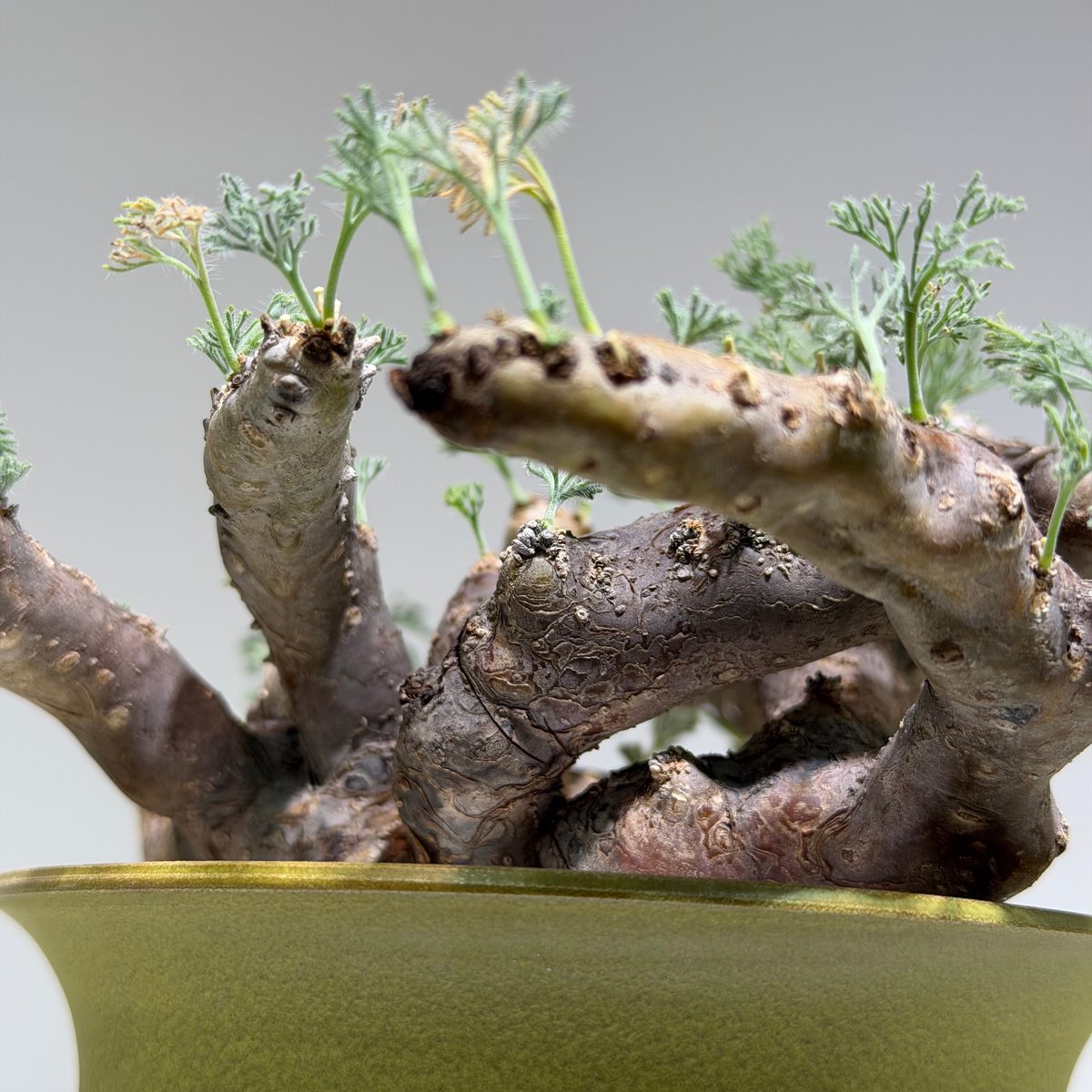 サルコカウロン ムルチフィズム × Yellow pot | MEGASHEEP