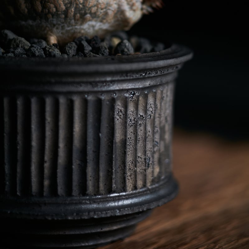 パキポデュウム　ウィンゾリー　HIRO パキポディウムウィンゾリー × 小野瀬一 | MEGASHEEP