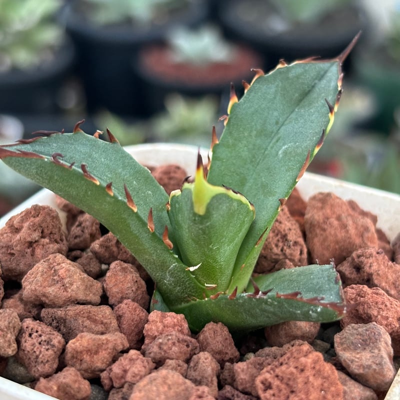 アガベチタノタ”レッドヴェノム” 子株 【発根済み/鉢込み発送