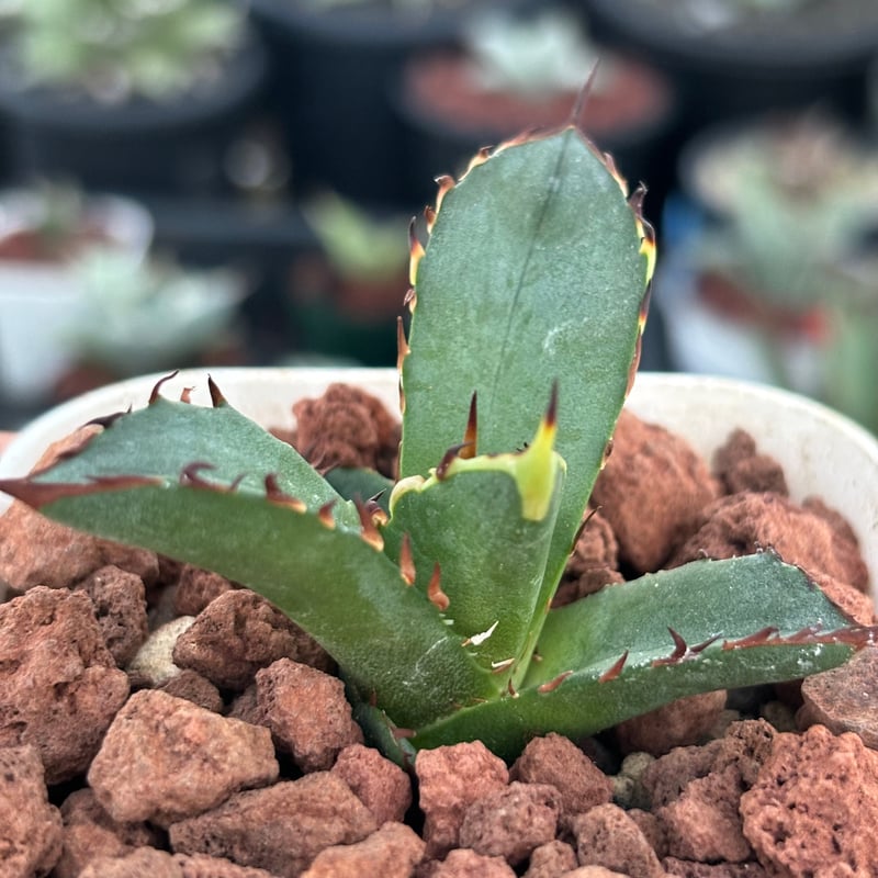 ト*ロ様 アガベ レッドベノム イラン直輸入 チタノタ レッドヴェノム