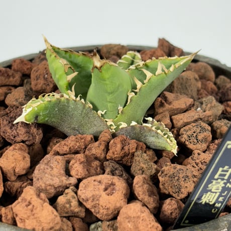 CATEGORY AGAVE/全商品一覧 | greenjemu net