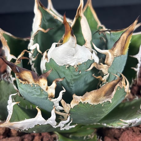 オテロイ | STORES