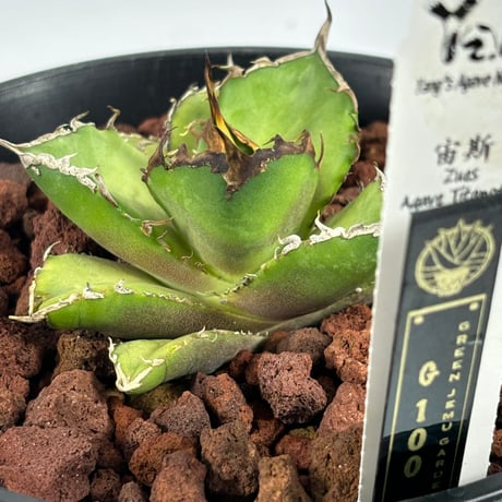 CATEGORY AGAVE/全商品一覧 | greenjemu net