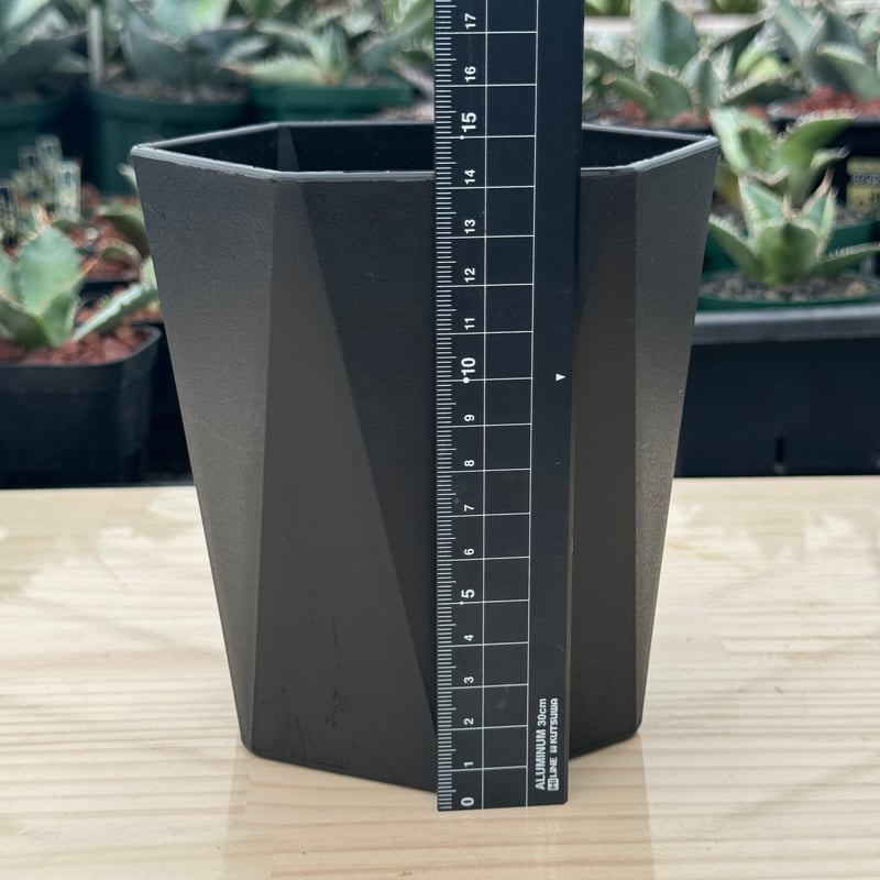 アガベ ハデス JOURNAL STANDARD FURNITURE 黒鉢付き アガベ ハデス JOURNAL STANDARD FURNITURE 黒鉢付き