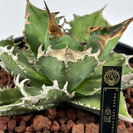 CATEGORY AGAVE/全商品一覧 | greenjemu net