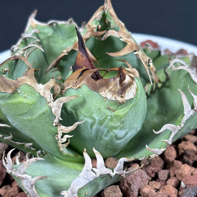 ドベクラ　子株　皇冠 皇冠/CROWN