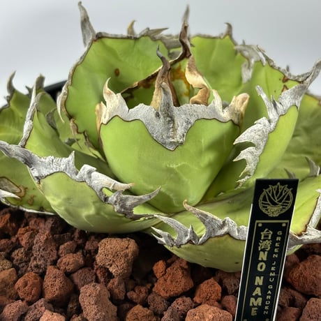 CATEGORY AGAVE/全商品一覧 | greenjemu net
