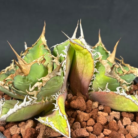 アガベ販売店 | STORES