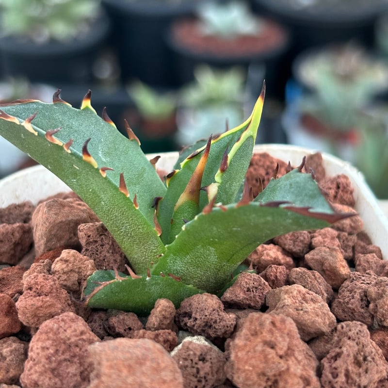 アガベチタノタ”レッドヴェノム” 子株 【発根済み/鉢込み発送