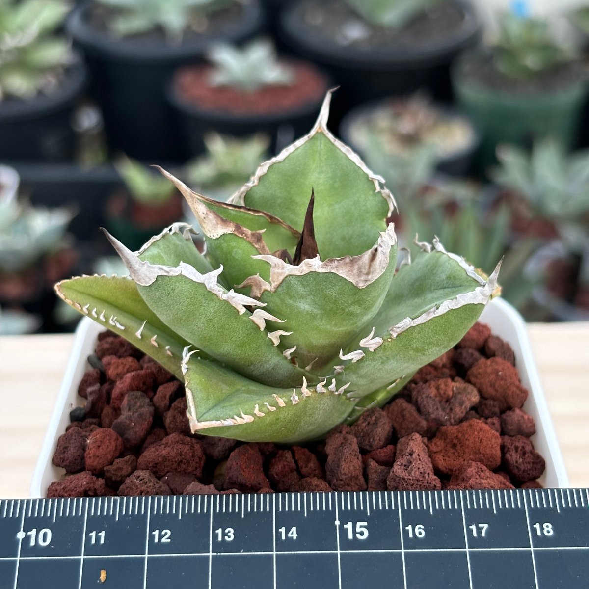 アガベチタノタ”シャークソード” 中株 【発根済み/鉢込み発送