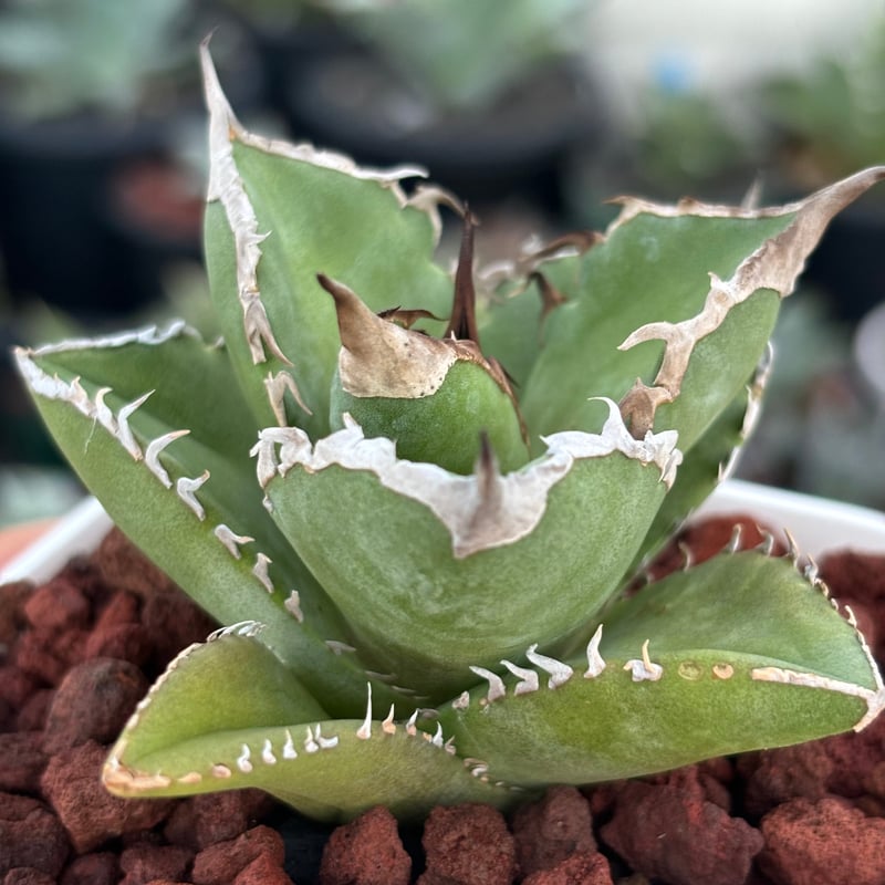 アガベチタノタ”シャークソード” 中株 【発根済み/鉢込み発送