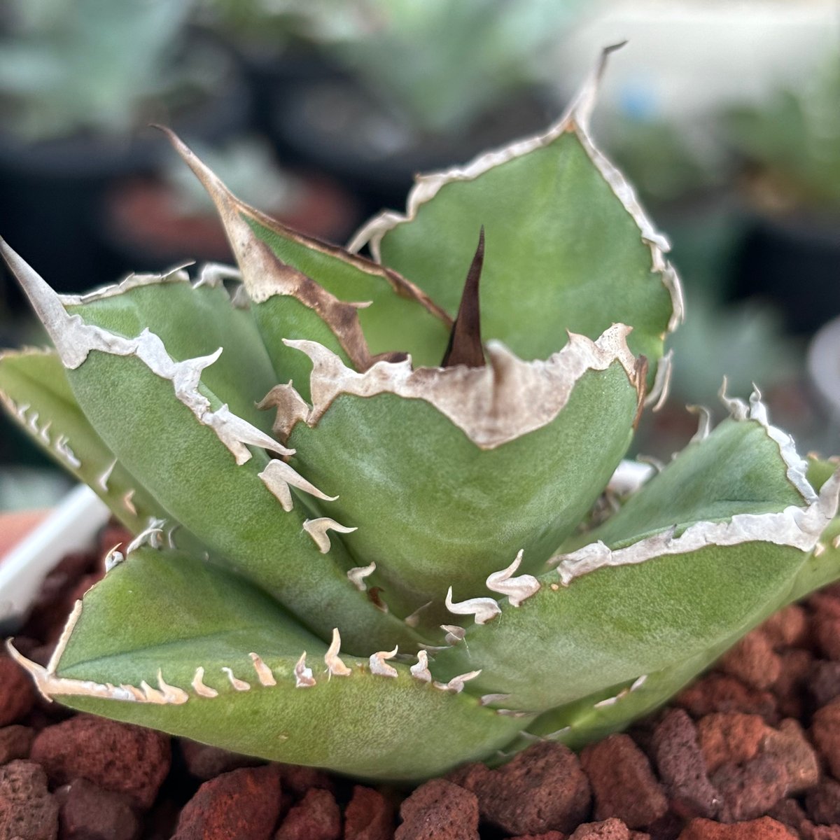 アガベチタノタ”シャークソード” 中株 【発根済み/鉢込み発送