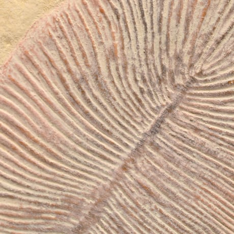 Dickinsonia No.1