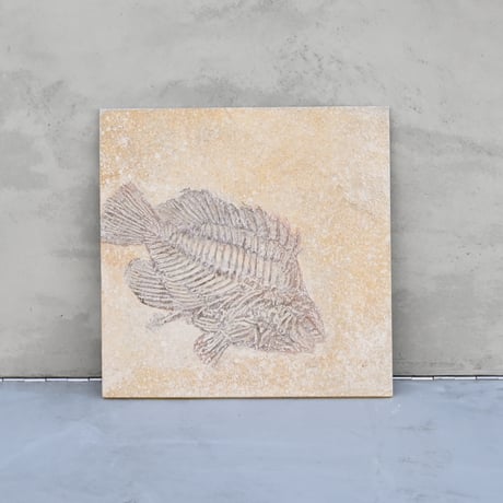 FishタイプA No.4