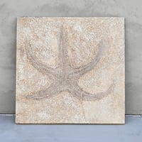 Asteroidea No.2