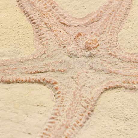 Asteroidea No.1