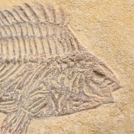 FishタイプA No.4