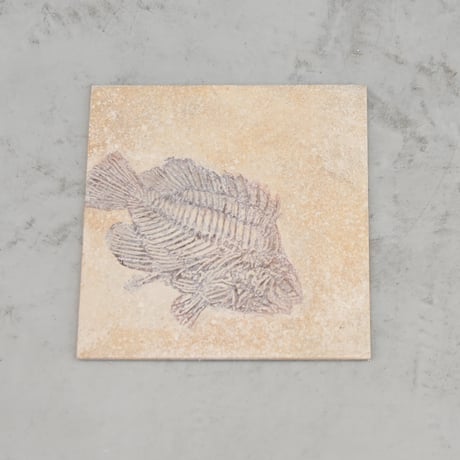 FishタイプA No.4