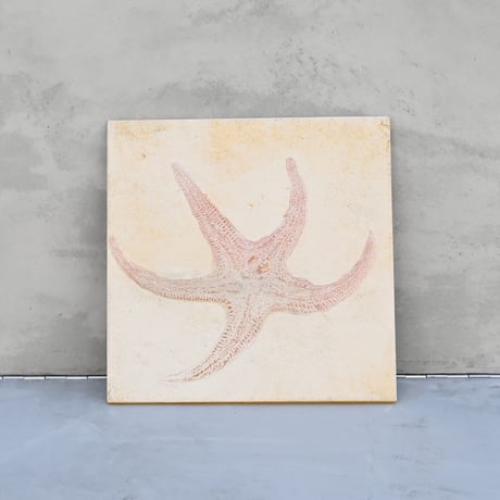 Asteroidea No.1