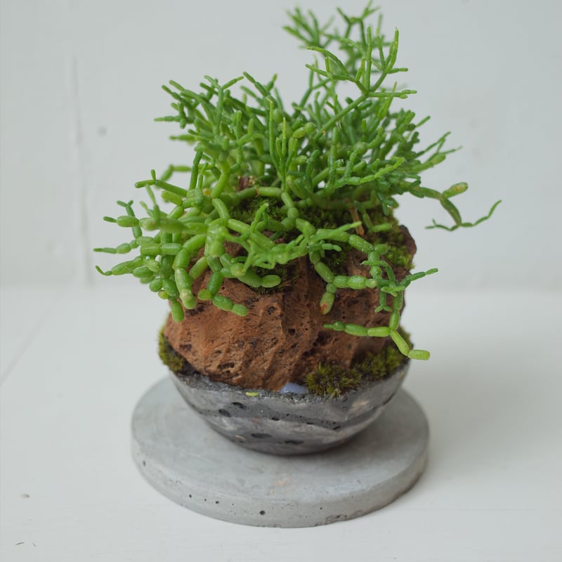 現品「青柳/アオヤギ」乾燥に強い リプサリス サボテン【多肉植物】 リプサリス青柳Rhipsalis cereuscula | 木浴