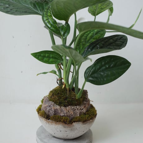 ★苔玉用台 吸水 木製層状苔玉鉢ホルダー 傷汚れあり a0412 ☆苔玉用台 吸水 木製層状苔玉鉢ホルダー 傷汚れあり a0412