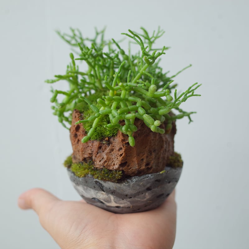 リプサリス青柳Rhipsalis cereuscula | 木浴