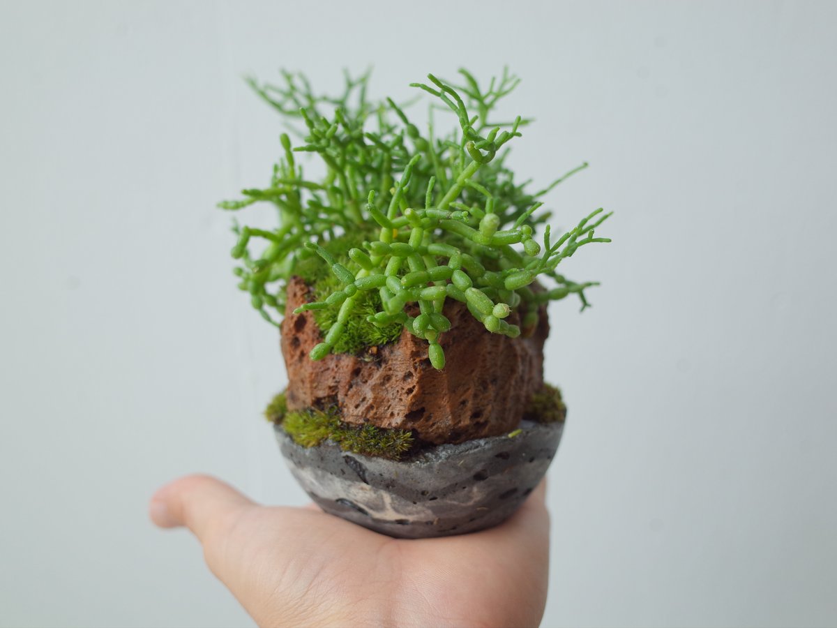 リプサリス青柳Rhipsalis cereuscula | 木浴