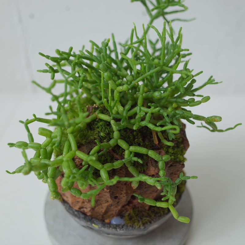 リプサリス青柳Rhipsalis cereuscula | 木浴