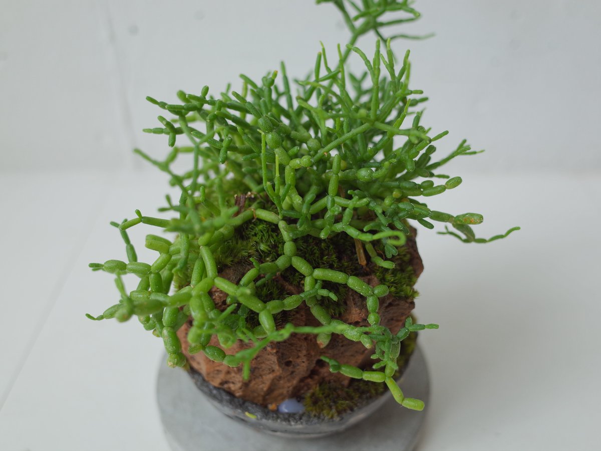 リプサリス青柳Rhipsalis cereuscula | 木浴